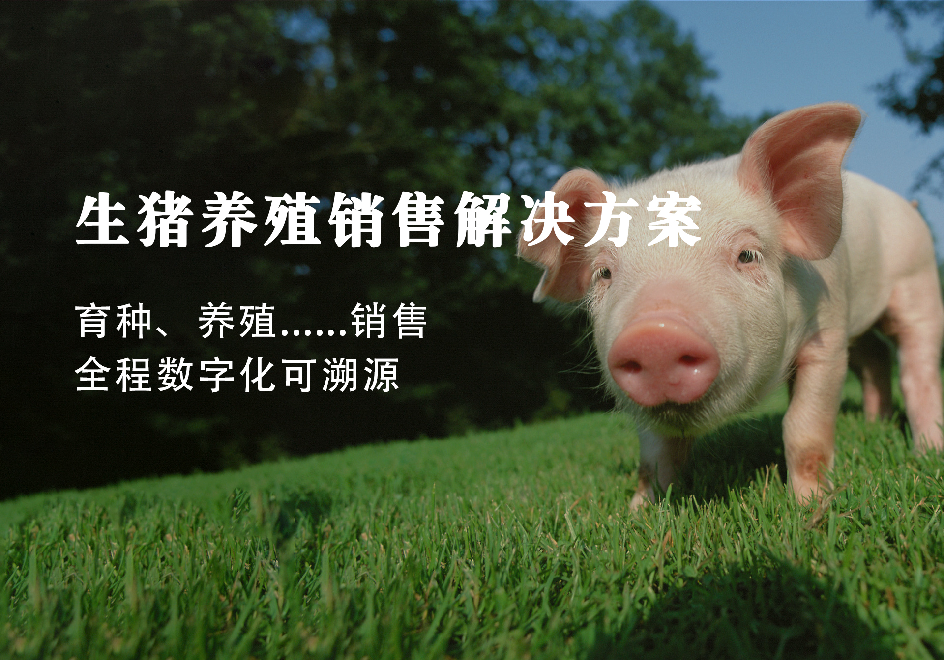 畜牧養殖銷(xiāo)售解決方案